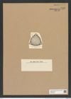 Triceratium turgidum Cleve (de-Toni-Nr.: Genus 140, Species 3965) Zeichnungen Sammlung Grunow Nr. 7440 (NHMW-BOT-W0376526)
